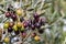 Ripening olives with raindrops on olive tree