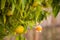 Ripening oranges on tree