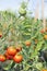 Ripening organic fresh tomatoes plants on branch