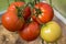 Ripening organic tomatoes on a branch growing in  greenhouse. DIY cultivation concept
