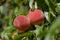 Ripening peaches on branches. Peach in the garden. Sunny day.