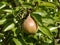Ripening pear in a Lancashire Garden