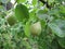 Ripening pears. Green leaves. Small berry.