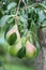 Ripening pears on a tree in the garden on the farm. Organic farming. Ripe sweet pear fruits growing on a pear tree branch