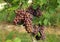 Ripening pinot gris grape, brown pinkish variety, hanging on vine