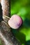 Ripening plum fruit on a tree