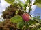 Ripening Plum in a Lancashire Garden