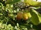 Ripening Plums in a Lancashire Garden