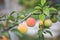 Ripening plums on a tree in the garden on the farm. Organic farming. Ripe sweet plum fruits growing on a plum tree branch