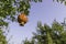 Ripening pomegranate fruits on a branch with leaves against sky background