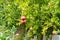 Ripening pomegranate fruits on a tree among greenery on a sunny day. Good harvest