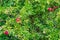 Ripening pomegranate fruits on a tree among greenery on a sunny day. Good harvest