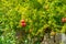 Ripening pomegranate fruits on a tree among greenery on a sunny day. Good harvest