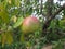 Ripening pomegranate, garnet