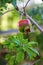 ripening pomegranate on the tree