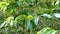 Ripening prickly green fruit of the sweet chestnut tree