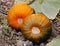 Ripening Pumpkins