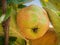 Ripening quince fruit on a quince tree branch. Close-up