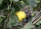 Ripening quince fruits  in the garden