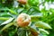 The ripening quince fruits on a tree against the background of green leaves