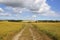 Ripening rapeseed crops in an English summer landscape