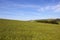 Ripening rapeseed crops under a blue sky in summertime