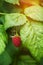 Ripening raspberries on the bush in a kitchen garden