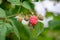 Ripening raspberries on bush in summer. Closeup of raspberries in different stadium of vegetarien growth