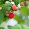 Ripening raspberries on bush in summer. Closeup of raspberries in different stadium of vegetarien growth