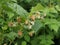 Ripening raspberries in the garden