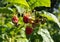 Ripening raspberries in the garden