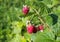 Ripening raspberries in the garden