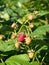 Ripening raspberries in the garden