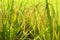 Ripening rice in a paddy field