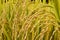 Ripening rice in a paddy field