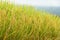 Ripening rice in a paddy field