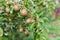 ripening ripe beautiful juicy fruit pears on a branch, pear tree