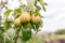 ripening ripe beautiful juicy fruit pears on a branch, pear tree