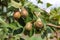 ripening ripe beautiful juicy fruit pears on a branch, pear tree