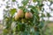 ripening ripe beautiful juicy fruit pears on a branch, pear tree