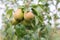 ripening ripe beautiful juicy fruit pears on a branch, pear tree