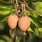 Ripening Sapodilla fruits