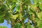 Ripening Sea Grape Clusters