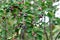 Ripening shadberry on bush. Amelanchier alnifolia, the saskatoon