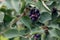 Ripening shadberry on bush. Amelanchier alnifolia, the saskatoon