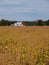 Ripening Soybean Field in Front of a Red Barn