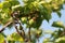 ripening spring fruit on a lush green apricot tree on an organic farm in rural New South Wales, Australia