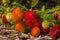 Ripening strawberries