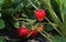 Ripening strawberries