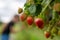 Ripening strawberries in the garden on the background of a blurred person harvesting